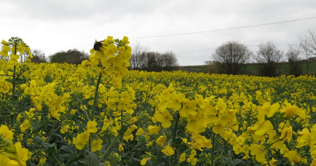 Bee on an oilseed rape flower