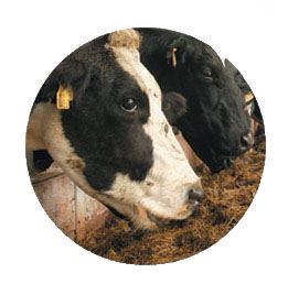 Cattle eating minerals