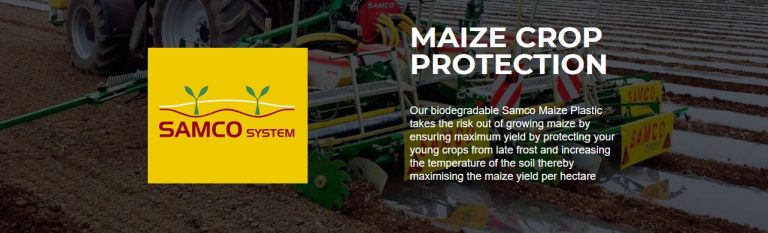Maize