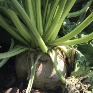 Beet