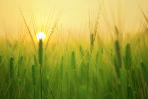 Corn field at sunset