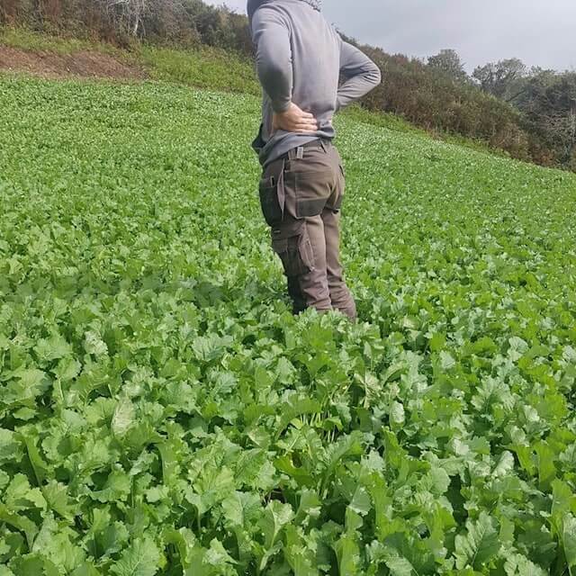 Field of fodder rape
