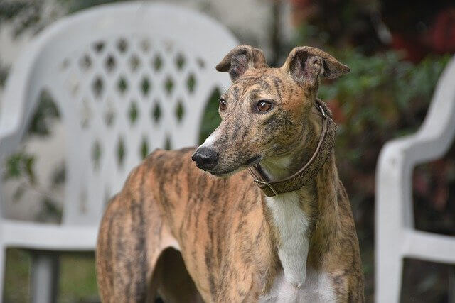 Photo of a greyhound