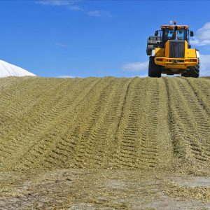 Loader packing Maize