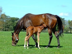 Mare and foal in a field