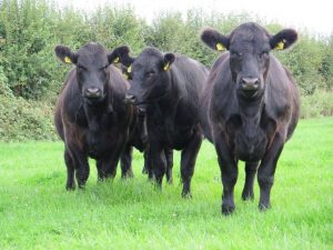 Heard of cattle