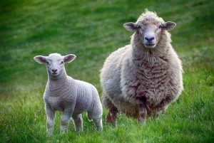 Sheep and lamb in a field