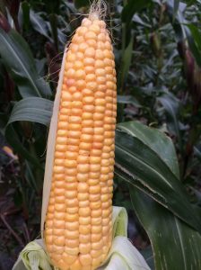Maize cob