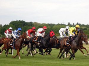 Horse racing feed Horses racing