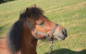 Pony feed head shot of a pony