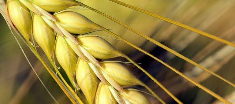Malting barley Cork Southern Fuel & Farm Supplies Malting barley Cork Southern Fuel & Farm Supplies